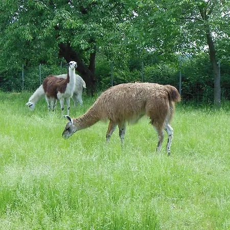 Farm stay Ferienhof Panke *